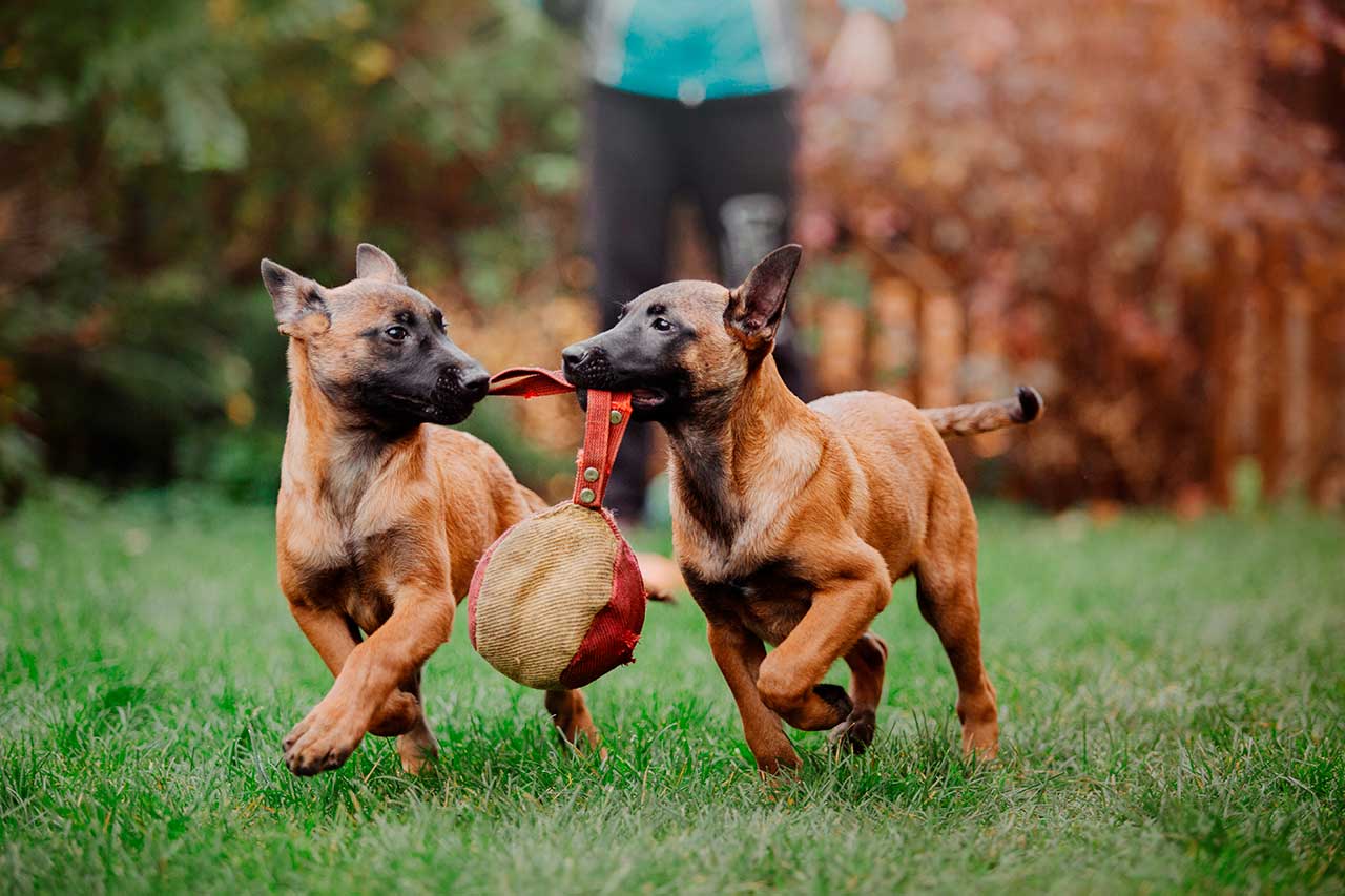 Cachorros de pastor belga malinois jugando. Una raza con unas aptitudes inmejorables para todo tipo de trabajo deportivo, búsqueda, policial...